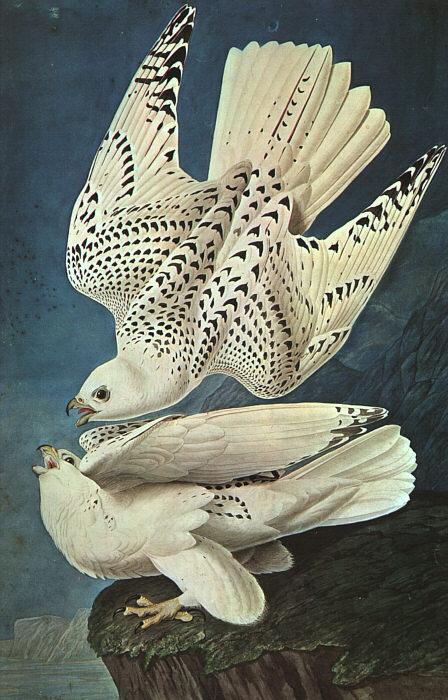 John James Audubon White Gerfalcons